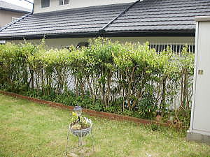 �r�t�H�[�A�t�^�[